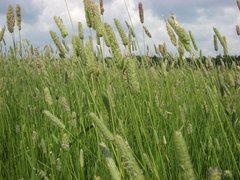 Семена травы для сенокоса и пастбищ (травосмесь) купить